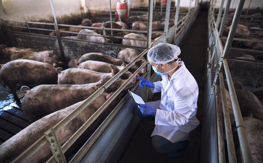 Unatoč svinjskoj kugi tržište svinjetine u Hrvatskoj nije ugroženo
